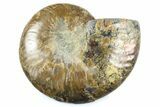 Cut & Polished Ammonite Fossil (Half) - Madagascar #364942-1